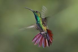 kolibrie